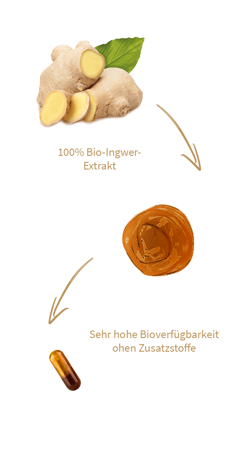 ingwer-kapseln-gingerin-mobil