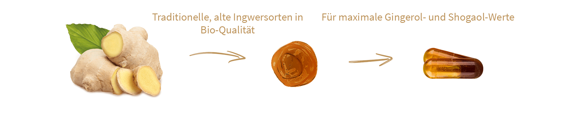 ingwer-kapseln-liquid